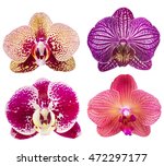  Collection Of Orchid Flower...