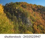 Small photo of Several pine trees growing on an abrupt cliff in the middle of a beech forest. Autumn season, the woodlands are colorful. Yellow and orange leaves are populating the mountains. Carpathia, Romania.