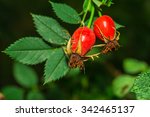 Rose Hip With Green In The...