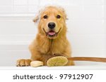 A happy Golden Retriever dog ready to take a bath in the tub.  He is wearing a shower cap and has a scrub brush and bar of soap ready to use.