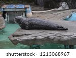 Seal In The Zoo