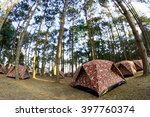 Camping In Pine Forrest At Phu...