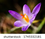 Small photo of Purple autumn crocus flowers, Colchicum autumnale, in a green grass meadow. Meadow Saffron Flower, Colchicum autumnale. Autumn crocus.