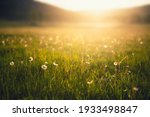 Forest meadow with fresh green grass and dandelions at sunset. Selective focus. Beautiful summer nature background.