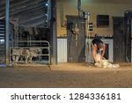 Small photo of BRISBANE - JAN 11 2019:Australian farmer sheep shearing.There are around 70 million sheep in Australia, producing an average of 5kg of wool per head, and a total wool yield of 340 million kilograms.