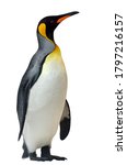 King Penguin  Aptenodytes...