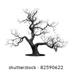 Dead Tree Isolated On White