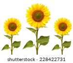 Sunflowers Collection On The...