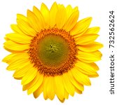Flower of sunflower isolated on ...
