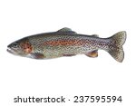 Image of a pristine native rainbow trout isolated on white background