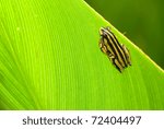 Painted Reed Frog On Brilliant...