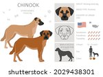Chinook Dog Clipart. Different...