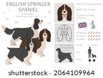 English Springer Spaniel...