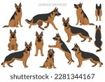 german shepherd dog  in...