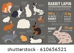 Rabbit  Lapin Breed Infographic ...