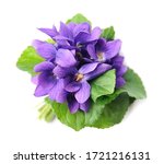Wild Violet Flowers Isolated On ...