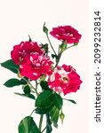 Rosa Scentimental  Floribunda...