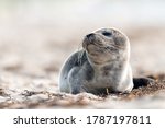 Seal on the beach on the Baltic Sea