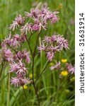 Ragged Robin In A Meadow Of...