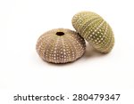 Green Sea Urchin With Details