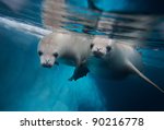 Two Diving Crabeater Seals ...