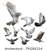 Pigeon Flying Isolated On White ...