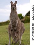 Kangaroo Female With Baby Joey...