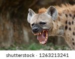The hyena is africa s most...