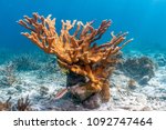 Coral reef in Carbiiean Sea off coast of Bonaire