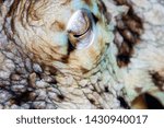 Small photo of Caribbean reef octopus,Octopus briareus is a coral reef marine animal. close up of eye