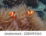 cellaris clownfish,Amphiprion ocellaris,also known as the false percula clownfish or common clownfish, is a marine fish belonging to the family Pomacentridae, 
