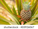 Pineapples Fruit Raw  Organic...
