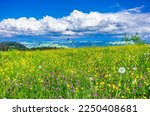 Lush mountain meadow nestled in a rural setting in West Allgäu around the municipality of Scheidegg near Lindau, Bavaria, Germany.