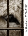 Small photo of The tired, sad, yet unbroken eyes of an animal living in captivity behind bars.