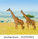 Two Giraffes  Kenya  Africa
