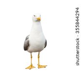 Sea Gull  Isolated On White...