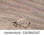 Small photo of Web footed gecko in Namibia , Africa