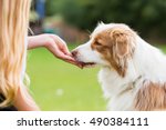 girl gives an Australian Shepherd dog a treat
