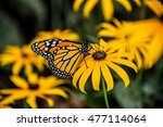 A Monarch Butterfly On A Black...