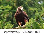 Small photo of harris hawk is a rapacious bird with big yellow beak and big black eye on the branch of tree