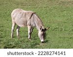 Donkey With Long Ears Grazes...