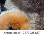 Small photo of background of scraps of animal fur stoles for sale in the luxury furrier