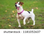 Jack Russell Terrier Dog In The ...