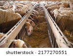Small photo of Sheep eating hay in shed. Domestic animals feeding at stable. Cattle feed concept. Livestock farm. High quality photography.