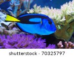 Paracanthurus hepatus marine fish