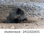 Small photo of A wild boar has woken up and is still sitting in its depression. A naturalistic photo that captures the wild beauty of wildlife.