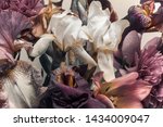 Floral Background  Irises And...