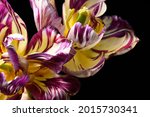 Tulips With Striped Petals ...