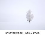 Snowy birch tree agains clear blue sky in winter landscape