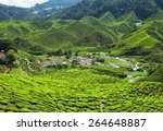 Tea Plantation In The Mountains ...
